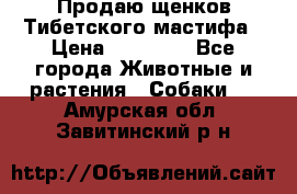 Продаю щенков Тибетского мастифа › Цена ­ 45 000 - Все города Животные и растения » Собаки   . Амурская обл.,Завитинский р-н